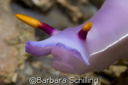 Curious Nudibranch in Lembeh Strait by Barbara Schilling 
